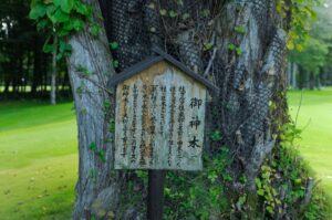 18ホールのご神木の桂の画像